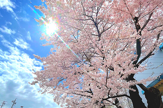 長野工場の桜